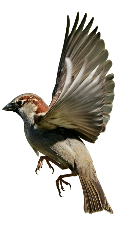 House sparrow